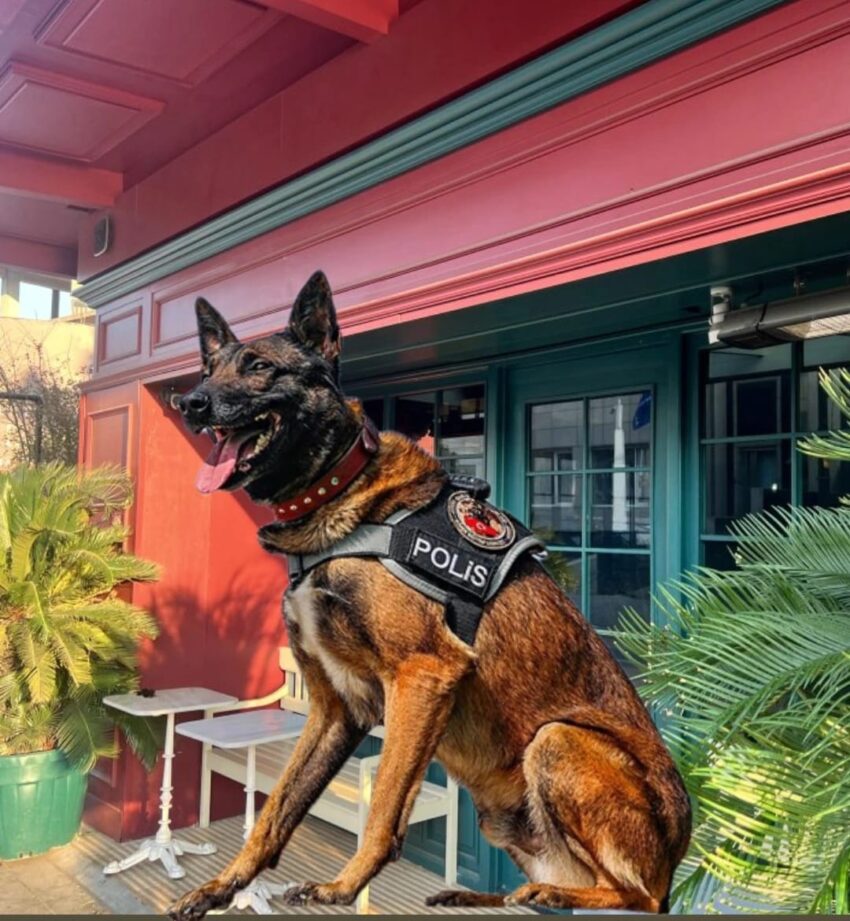 Ünlülerin uğrak yeri olan Kütüphane narkotik köpekli polis baskını